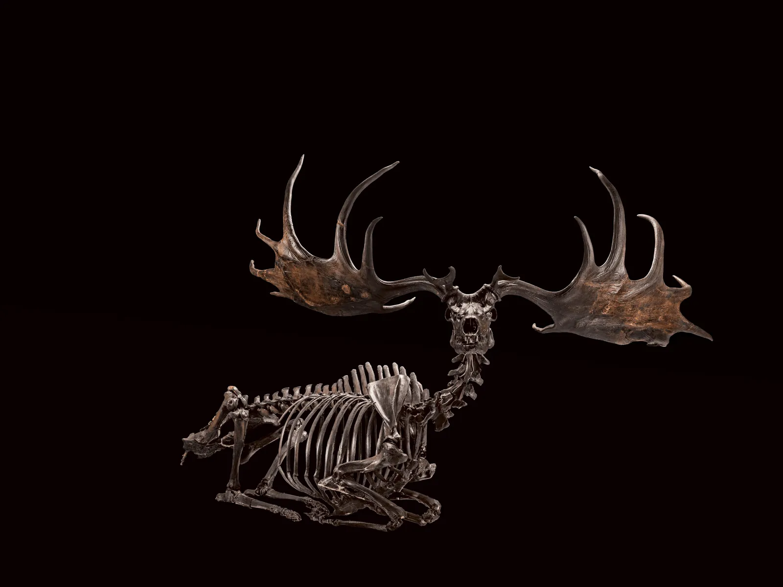 Biggest. Antlers. Ever. Meet the Irish Elk | At the Smithsonian|  Smithsonian Magazine