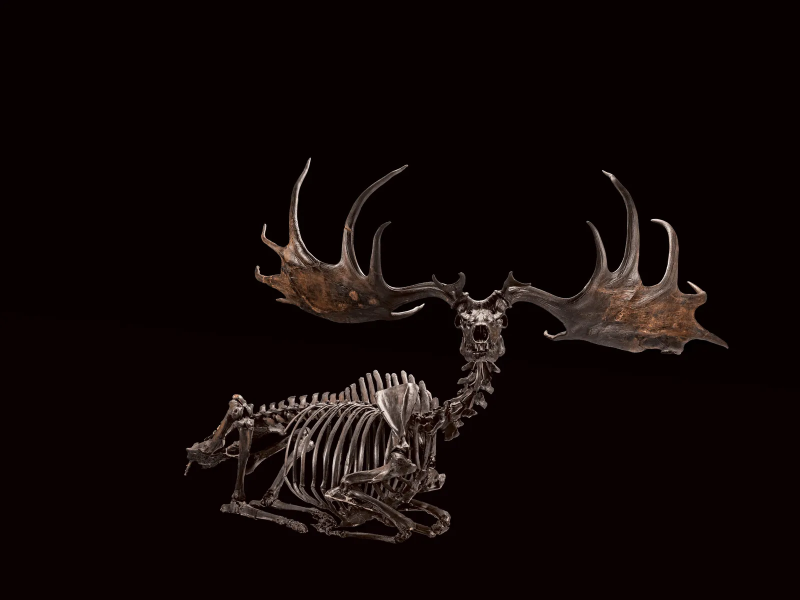 Biggest. Antlers. Ever. Meet the Irish Elk