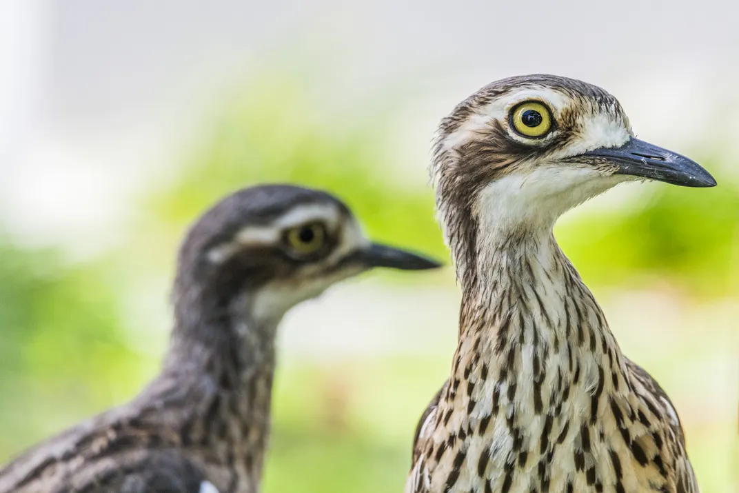 12 - Two bush stone-curlews, a species endemic to Australia, seemingly prefer profile pictures, as opposed to looking at the camera straight on.