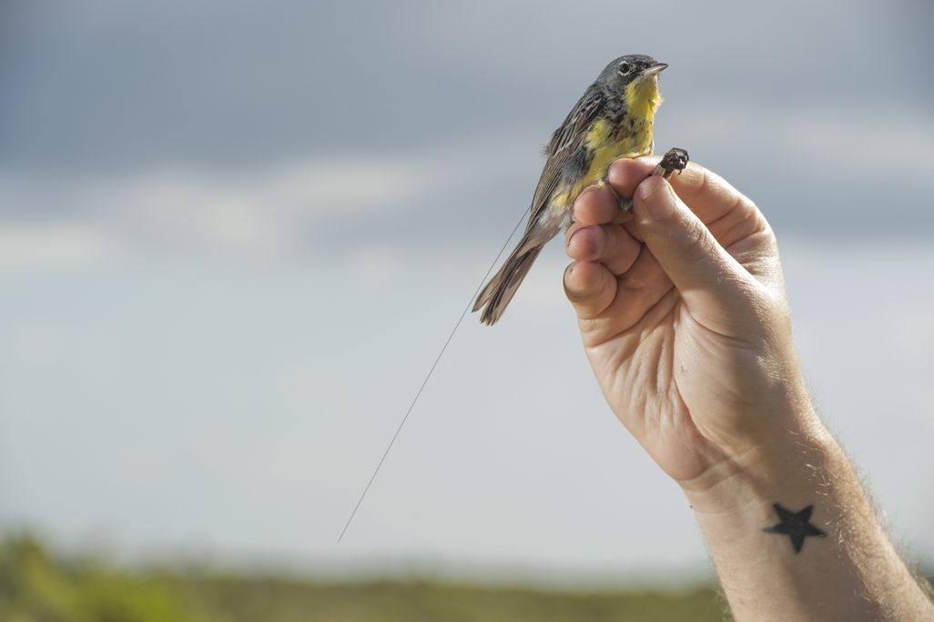 A hand with a star tattoo on the inside of the wrist holds a Kirtland's warbler in the air