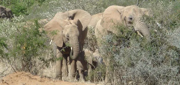 African elephants