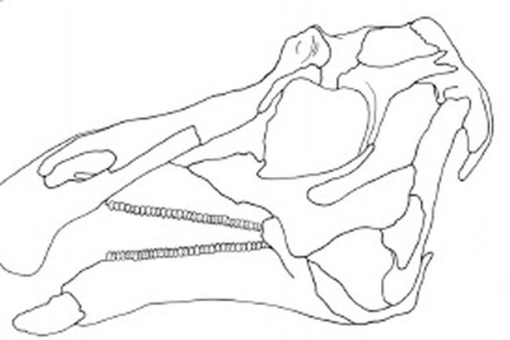 Line drawings of the skulls of Acristavus (top), Maiasaura (middle), and Brachylophosaurus (bottom)
