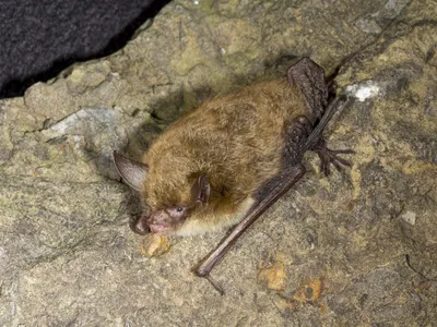 The northern long-eared bat was listed as threatened in 2015. It will officially be reclassified as endangered in January 2023.&nbsp;