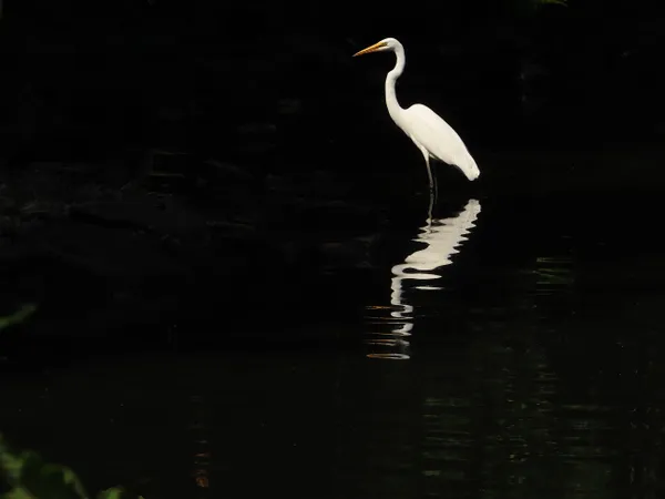 commom egret reflection thumbnail