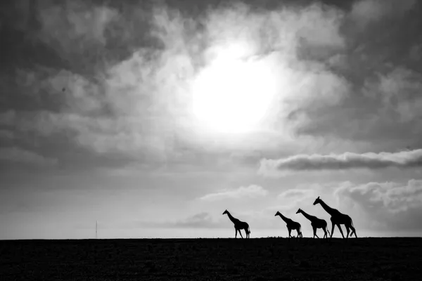 The Journey thumbnail