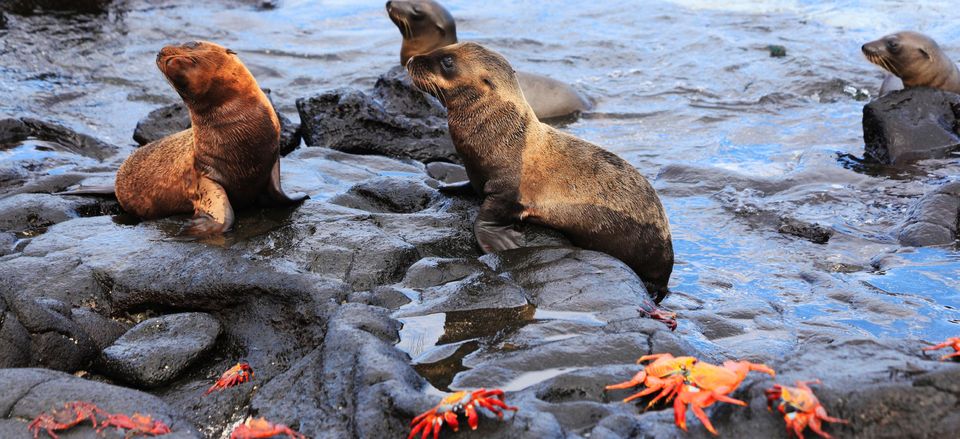  Seals and Sally Lightfoot crabs 