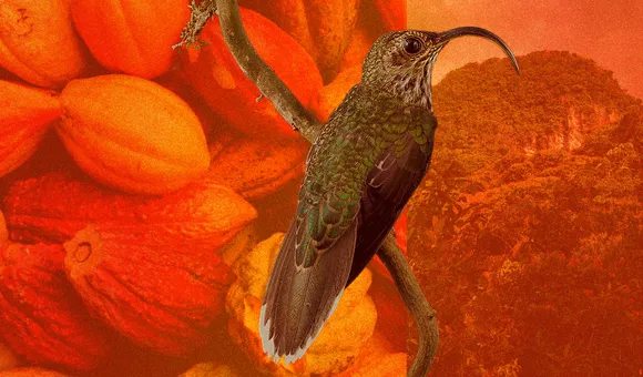 Making Bird Friendly cocoa