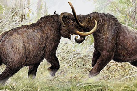 Columbian mammoths were larger than mastodons. Both once roamed North America.