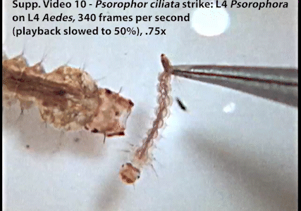 A mosquito larva launches its head to capture prey dangled in front of it.