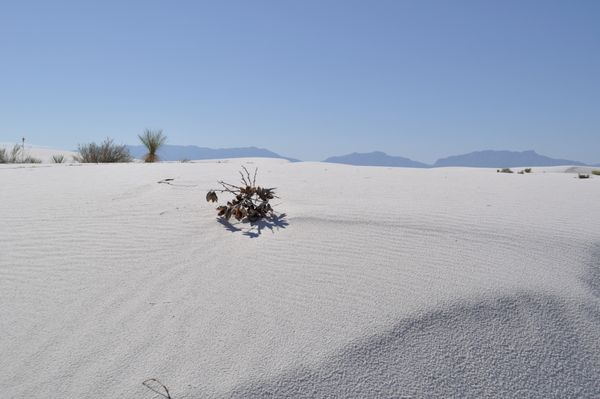 Dead vegetation in White Sands National Park thumbnail