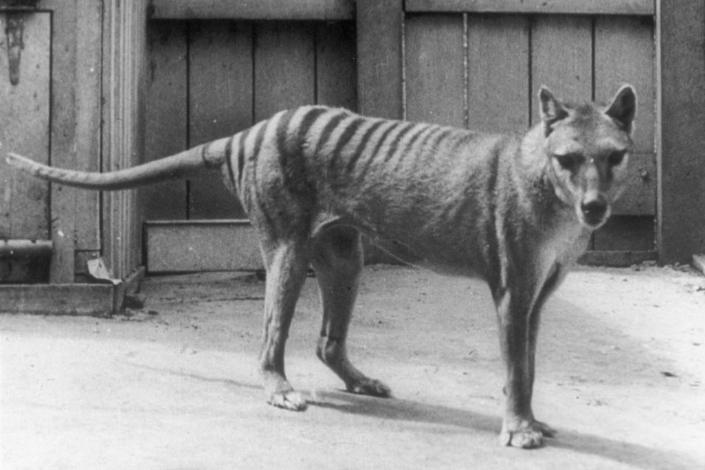 A black and white photo of a Tasmanian tiger standing in an enclosure