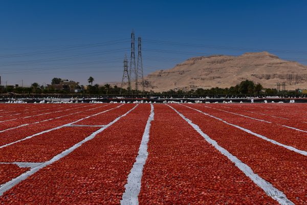 sun-dried tomatoes farm in Luxor- Egypt thumbnail