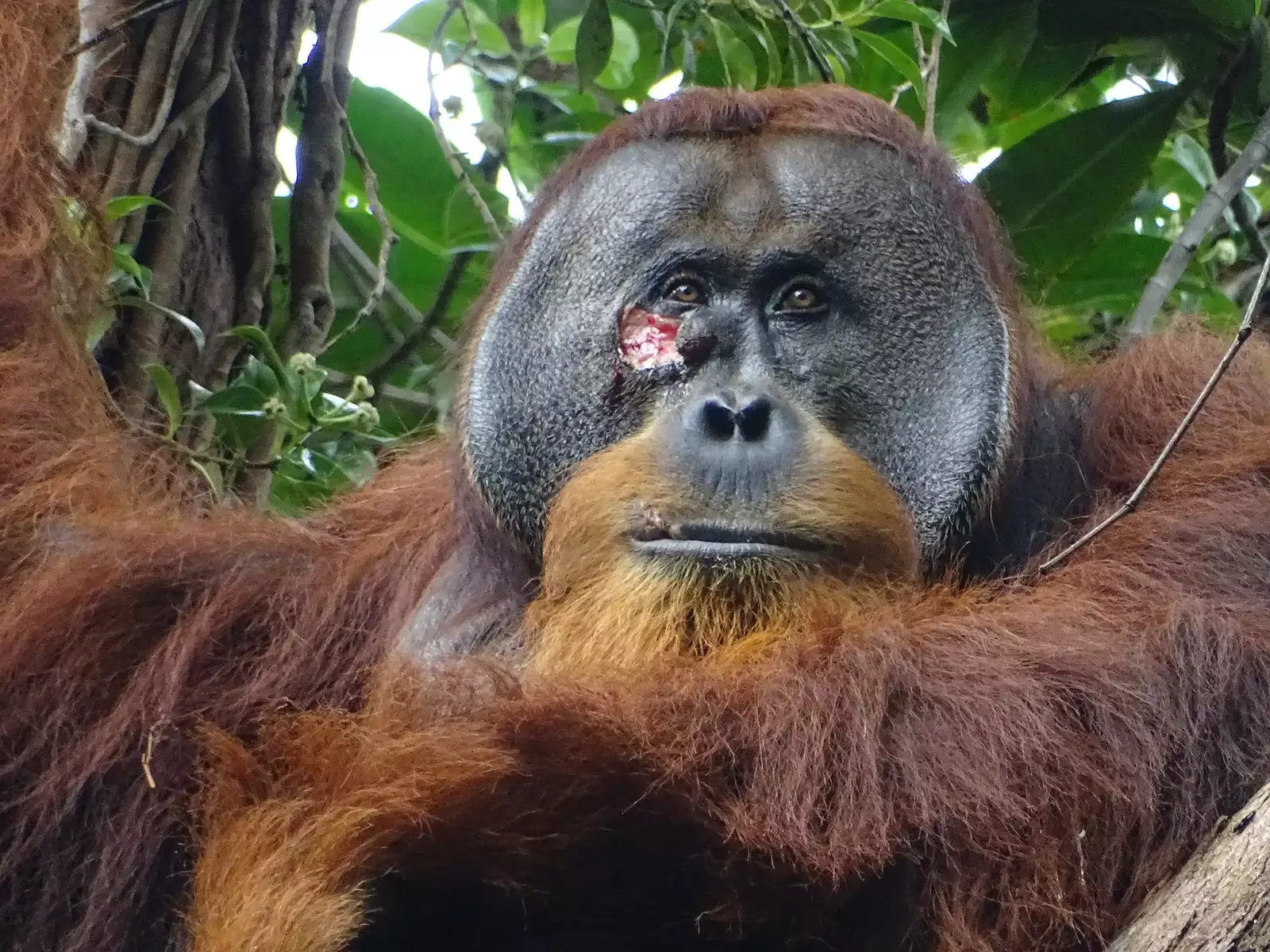 For the first time, an orangutan healed his wound using a well-known medicinal plant  Smart news