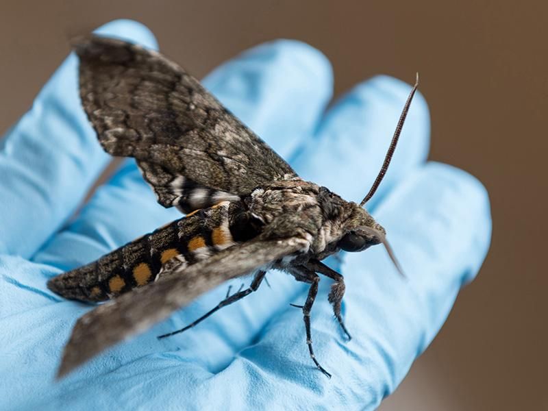 Holding a hawkmoth