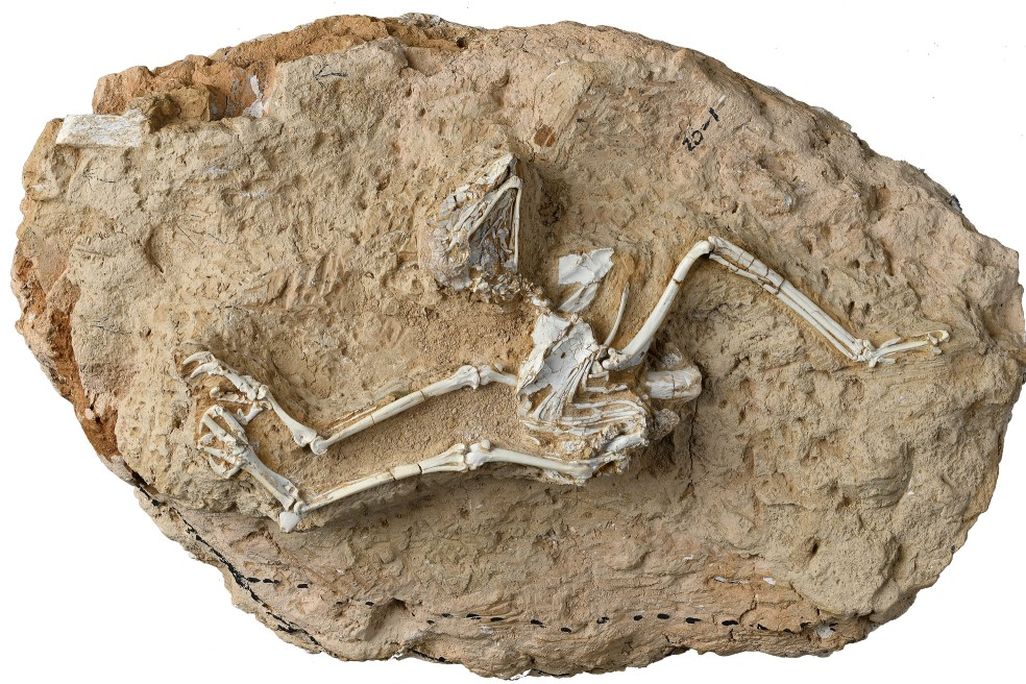 Fossil skeleton of a bird