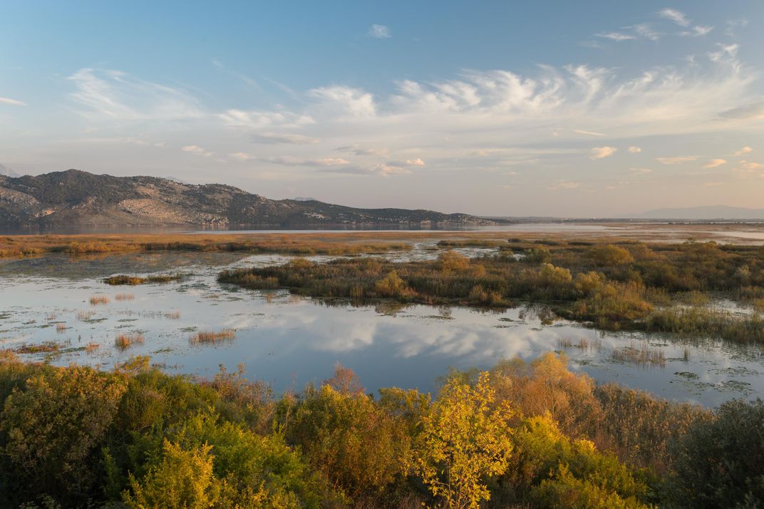 How Floating Nests May Save One of the World's Largest Water Birds