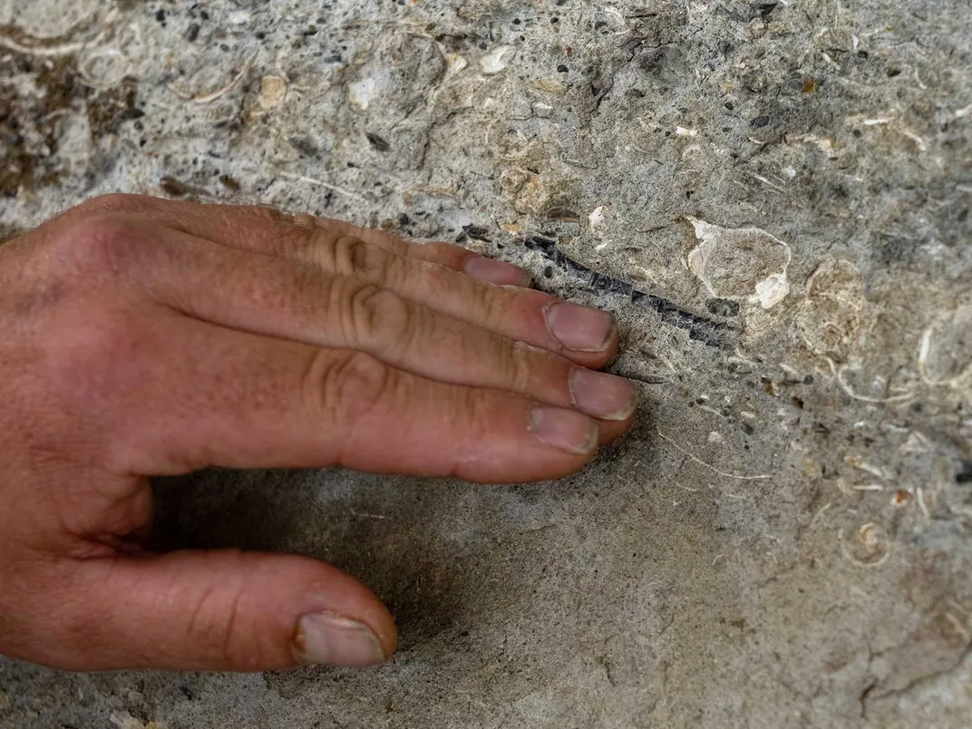 Cliff Wall With Embedded Fossils