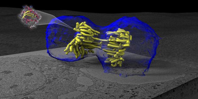 cell undergoing mitosis