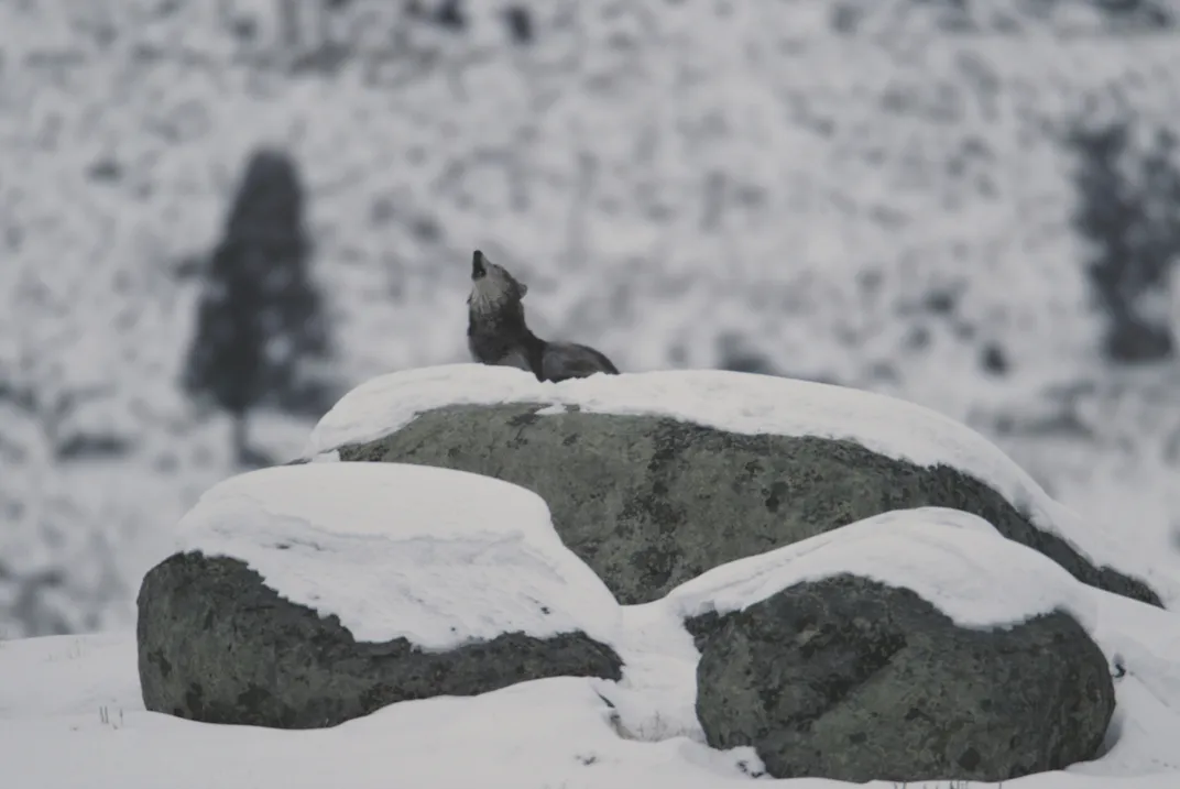 a wolf sits alone at the top of a snow-covered boulder, howling