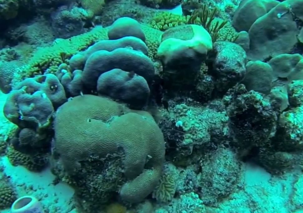 2013101711302910_17_2013_coral.jpg