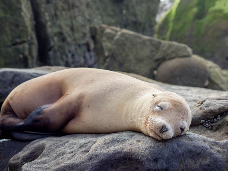 Seal Naps Smithsonian Photo Contest Smithsonian Magazine