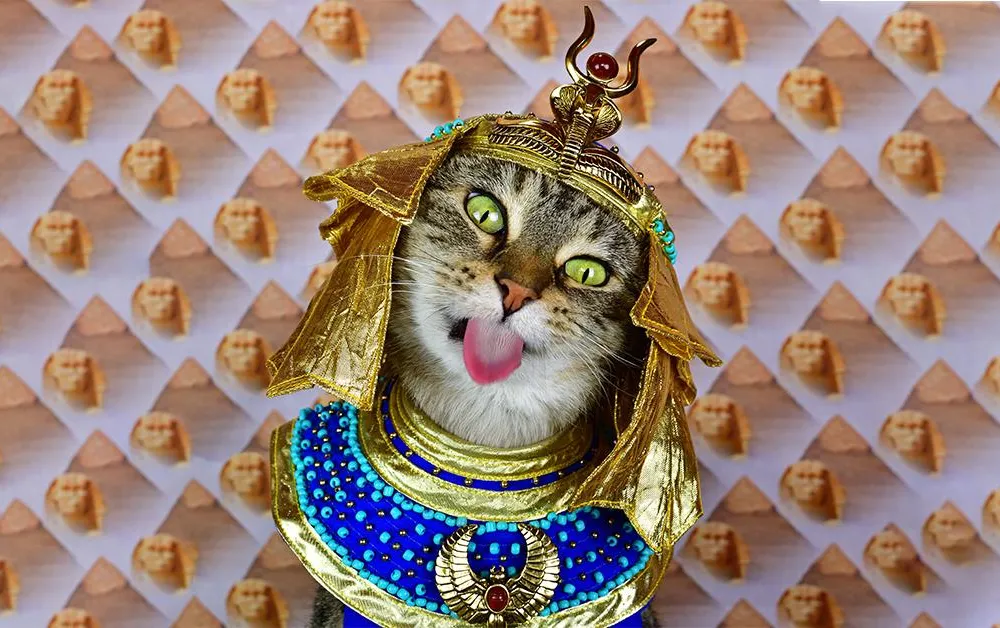 Baba the cat in ancient Egyptian costume (main longform)