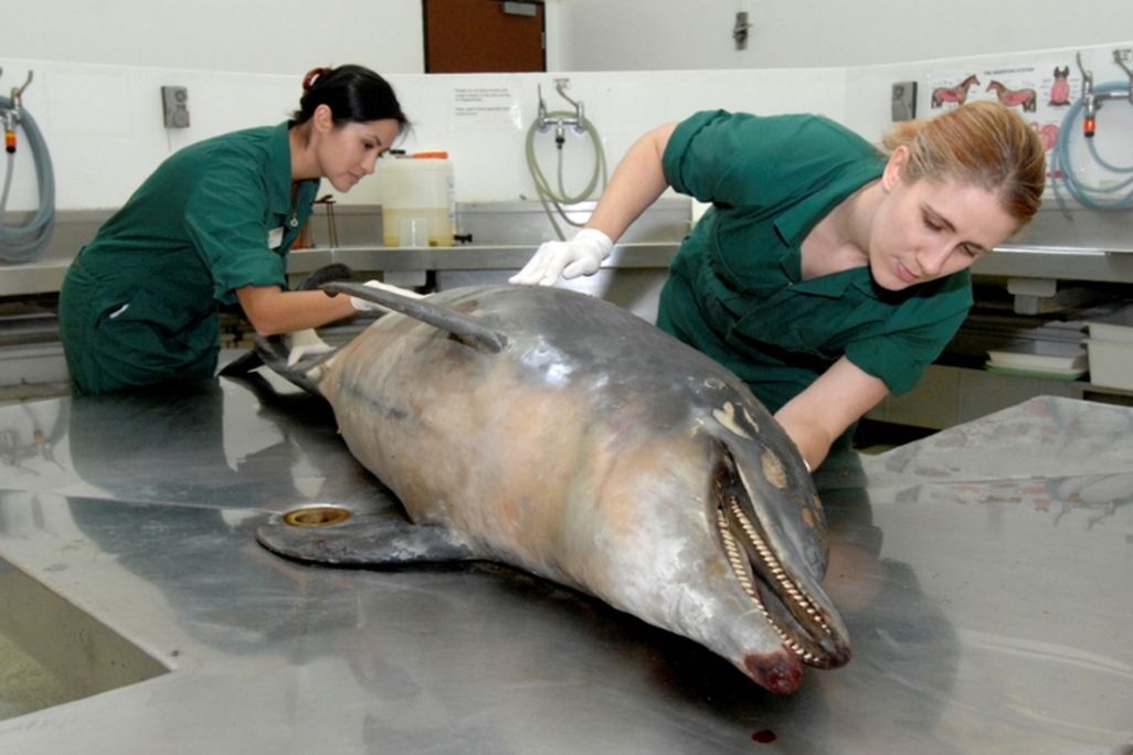 Two people in green scrubs examine a lesion-covered dead dolphin on a stainless steel lab bench. The dolphins is laying on its side with its mouth ajar. Its gray skin is mottled with white and brown splotches. 