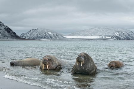 Walruses in Svalbard