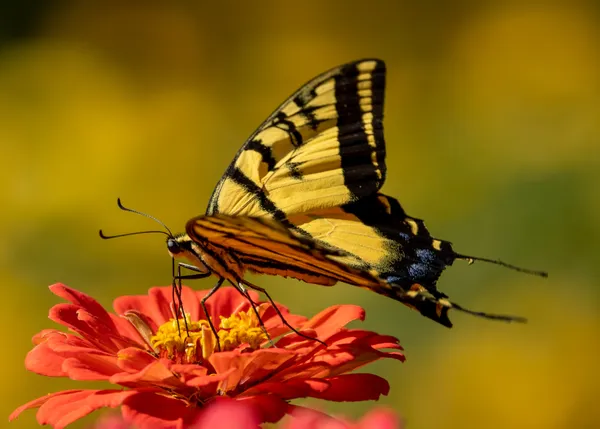 Swallowtail Butterfly thumbnail