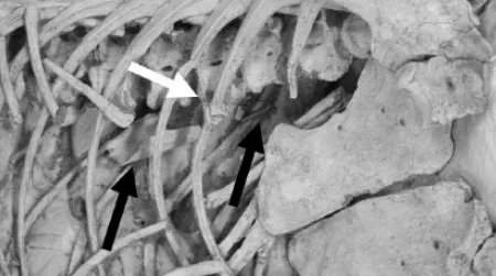 The chest cavity of Velociraptor MPC-D100/54. The white arrow indicates a broken rib, and the black arrows point to pterosaur bones preserved inside the dinosaur's skeleton.