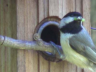 In areas made up of less than 70 percent native plant biomass, Carolina chickadees will not produce enough young to sustain their populations. At 70 percent or higher, the birds can thrive.