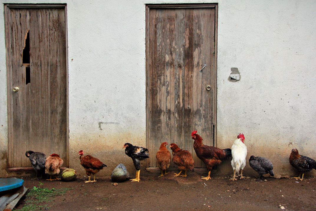 Chickens in Rainy Season Smithsonian Photo Contest Smithsonian Magazine