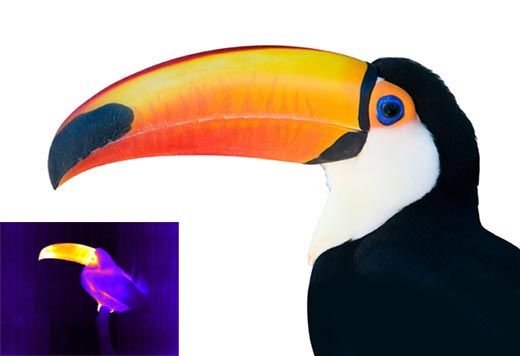 Toco toucan