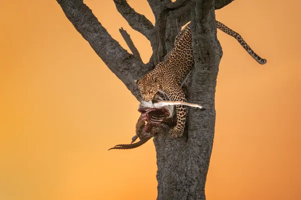 Descent of the Dawn Hunter thumbnail