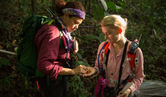 Lucia Torrez and Grace Davis identify fruit that monkeys on Barro Colorado Island in Panama have been eating. Do primate leaders know where the best fruiting trees are to be found? Credit: Sean Mattson, STRI