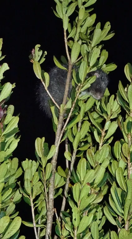 Rat in green plant leaves