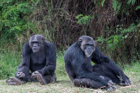 Chimps relax at the Sweetwaters Chimpanzee Sanctuary at Ol Pejeta Conservancy in Kenya. Humans can transmit many diseases to chimps, orangutans and their kin.
