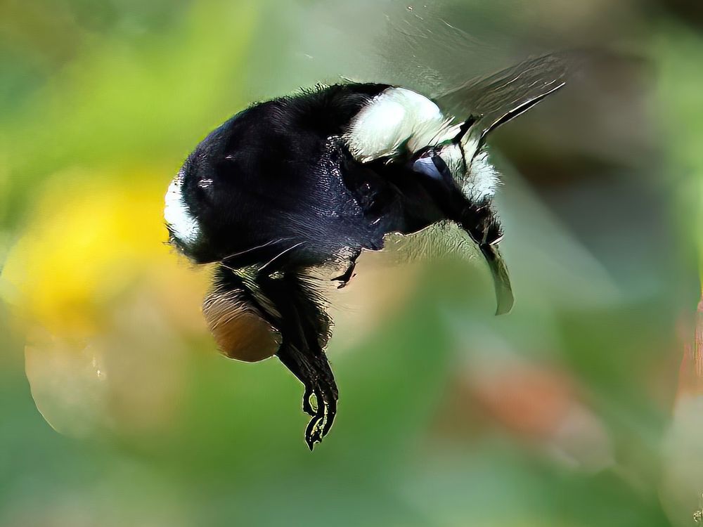 The Flight of the Bumblebee - Making a Beeline | Smithsonian Photo ...