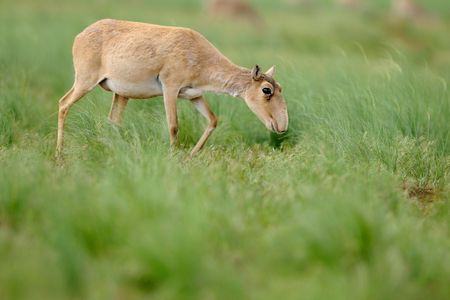 A female Saiga antelope grazing in Russia’s Black Earth Nature Reserve
