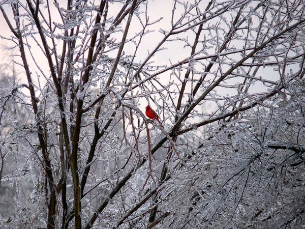Cardinal in trees after ice storm thumbnail