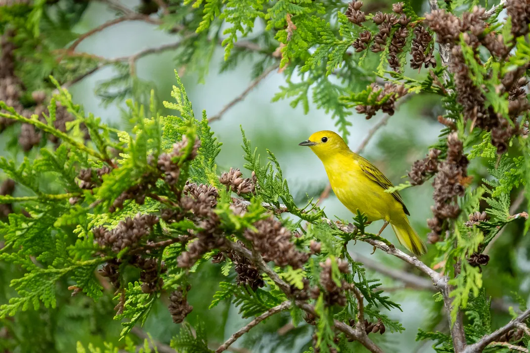 A highlighter-bright female Yellow Warbler with only black on its wings sits tall on a conifer branch to the right of the frame. The bird is surrounded by vibrant green needles and small brown pinecones.
