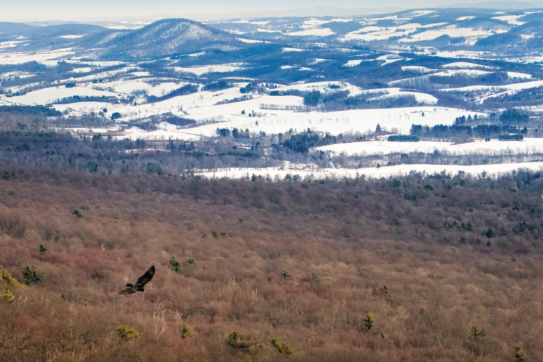 A turkey vulture