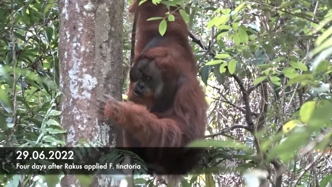 Orangutan - Figure 4