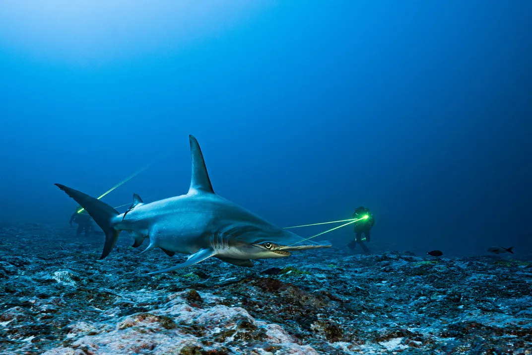A hammerhead shark being tracked by divers