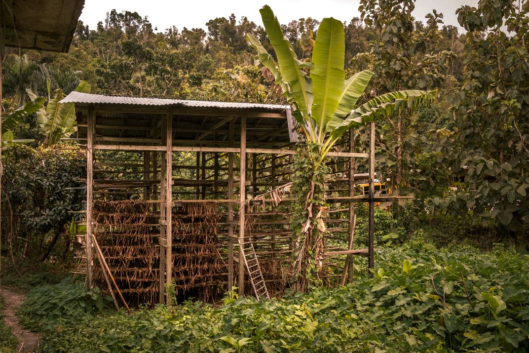 a shed for drying cattail used for weaving in a tropical setting
