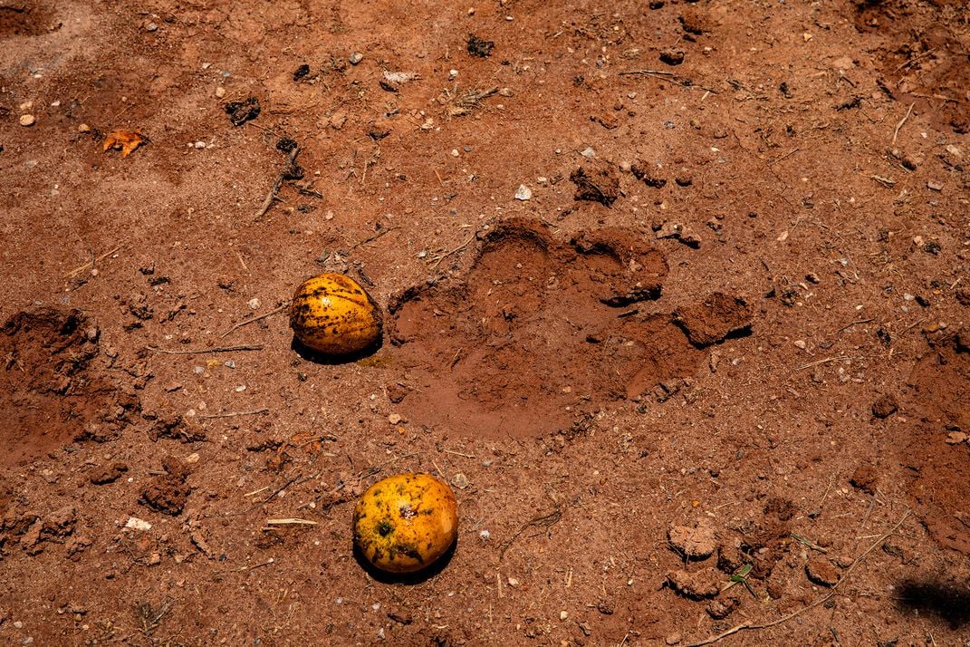 Mangoes scattered around hippo footprints left outside a corral built to contain the animals near Doradal.