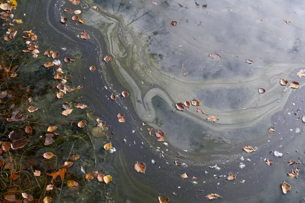 Reflection thumbnail