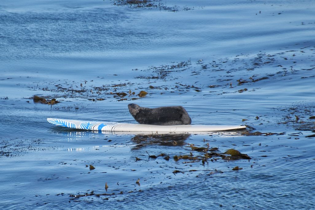 sea otter on surfboard