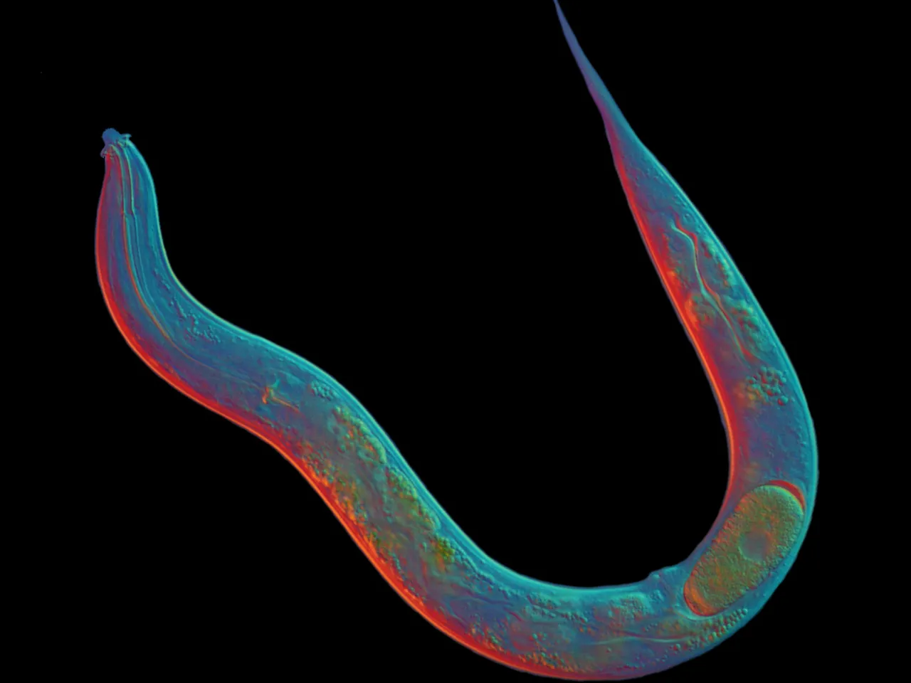 This Worm Hasn't Had Sex in 18 Million Years