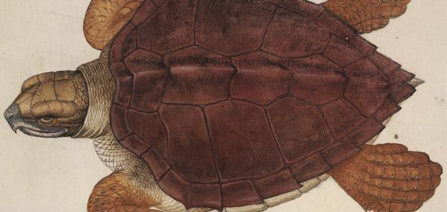 John White illustration of an Atlantic loggerhead